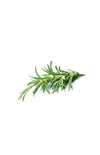 Thompson Alchemists: Rosemary Essential Oil